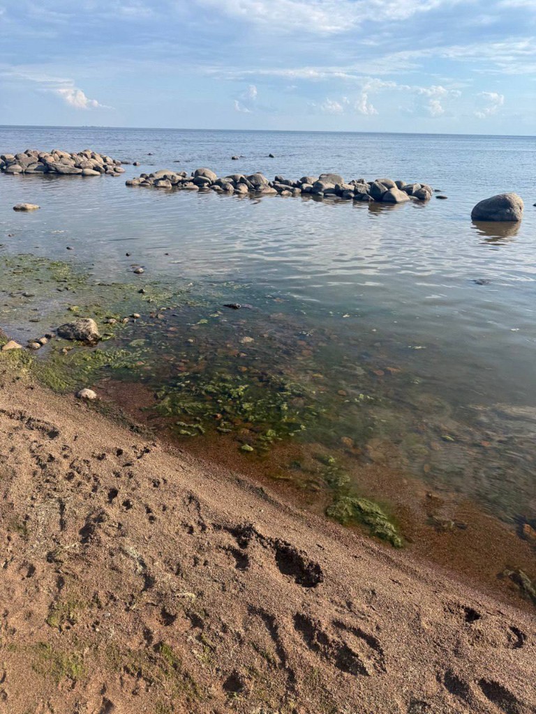 Берег Финского залива